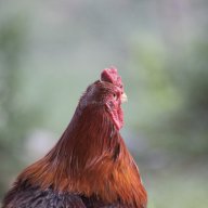 MR-Hải