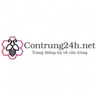 contrung24h